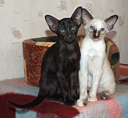 Siamese seal-torty-point and Oriental black female kittens