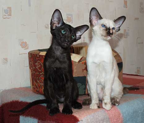 Siamese seal-torty-point and Oriental black female kittens