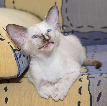 Siamese seal-torty-point female kitten