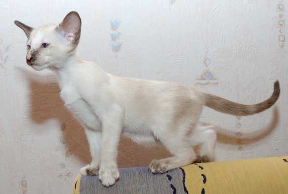 Siamese seal-torty-point female kitten