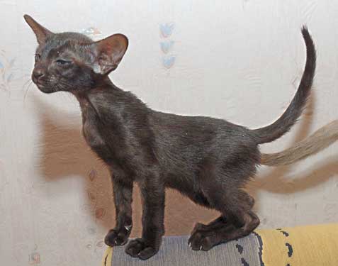 Oriental black female kitten