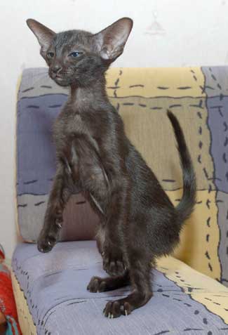 Oriental black female kitten