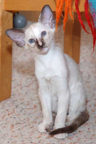 Siamese seal-torty-point female kitten