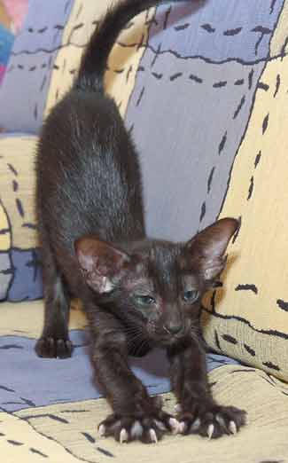 Oriental black female kitten