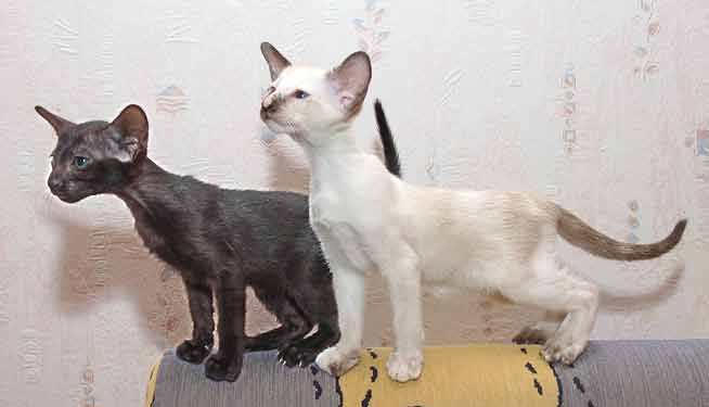 Siamese seal-torty-point and Oriental black female kittens