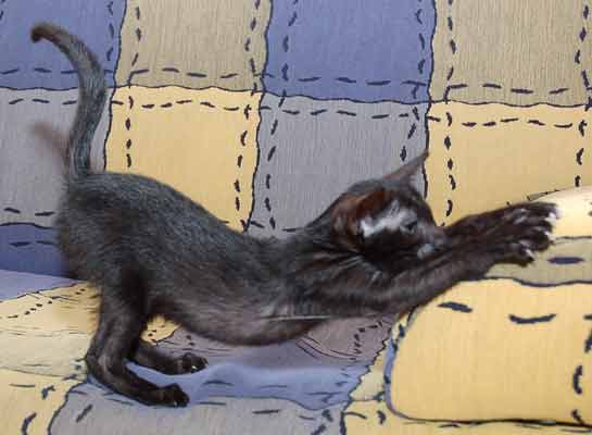 Oriental black female kitten