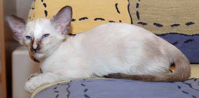 Siamese seal-torty-point female kitten