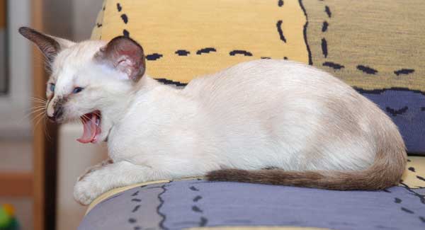 Siamese seal-torty-point female kitten