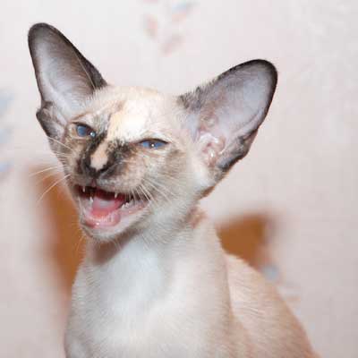 Siamese seal-torty-point female kitten