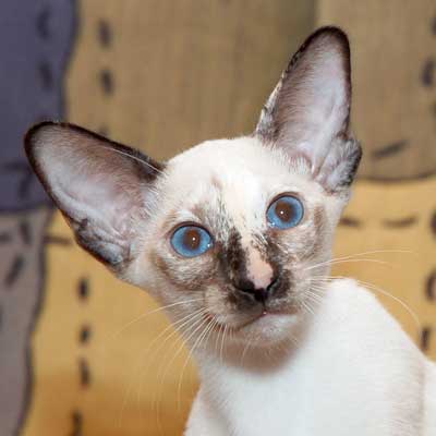 Siamese seal-torty-point female kitten