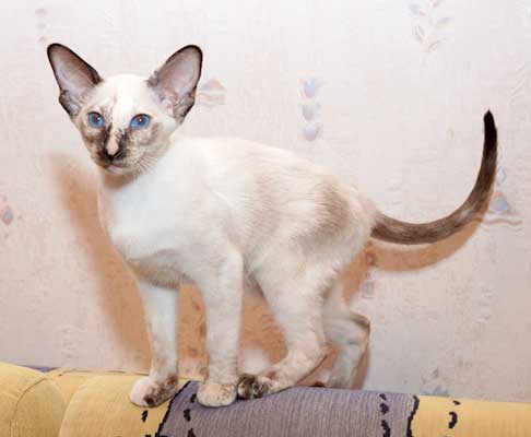 Siamese seal-torty-point female kitten