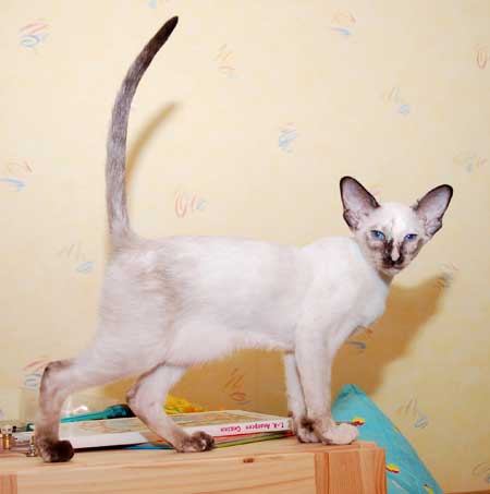 Siamese seal-torty-point female kitten