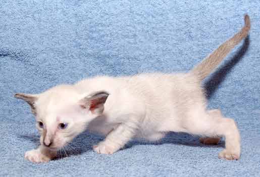 Siamese seal-torty-point female kitten