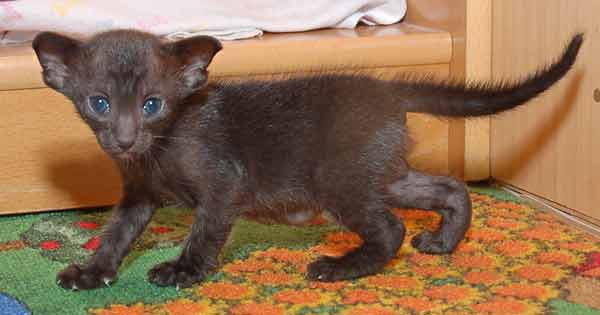 Oriental black female kitten