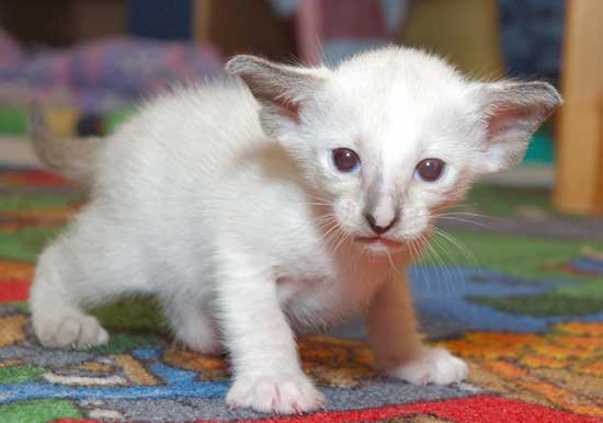 Siamese seal-torty-point female kitten