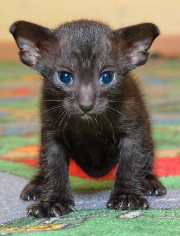 Oriental black female kitten