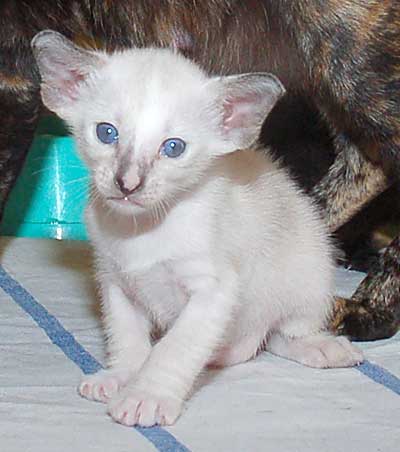 Siamese seal-torty-point female kitten