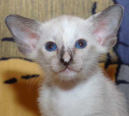 Siamese seal-torty-point female kitten at the age of one month