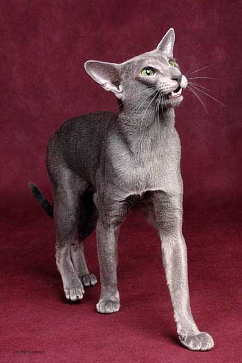 Oriental blue male cat