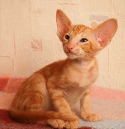 Oriental red marble male kitten