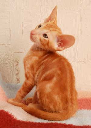 Oriental red marble male kitten