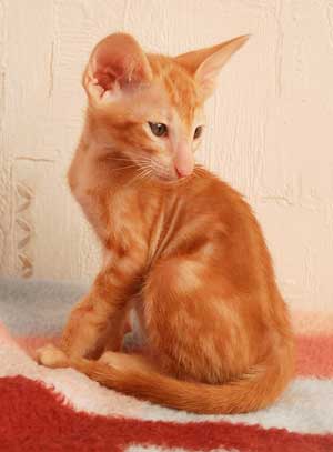 Oriental red marble male kitten