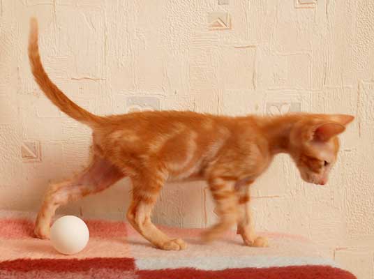 Oriental red marble male kitten