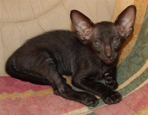 Oriental black female cat