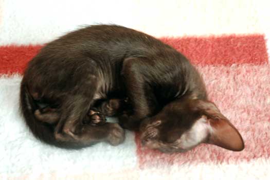 Oriental black female cat