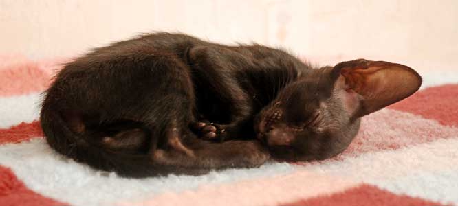 Oriental black female cat