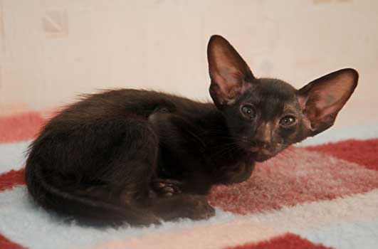 Oriental black female cat