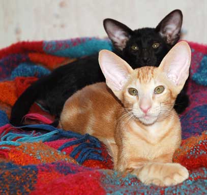 Oriental red marble male kitten and oriental black female kitten