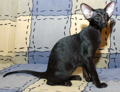 Oriental black female kitten