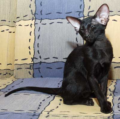 Oriental black female kitten