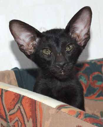 Oriental black female kitten