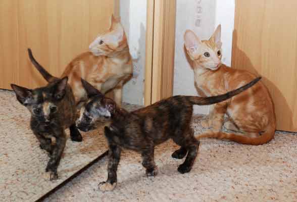 Oriental red marble male kitten and oriental black torty female kitten