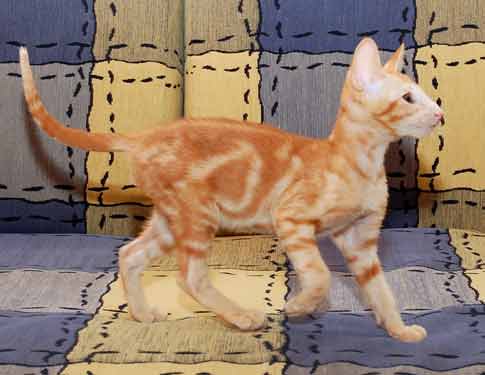 Oriental red marble male kitten