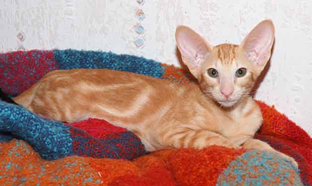 Oriental red marble male kitten