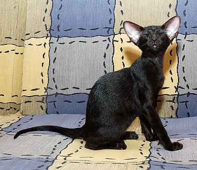 Oriental black female kitten