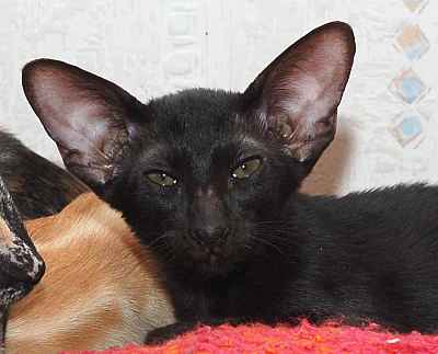 Oriental black female kitten