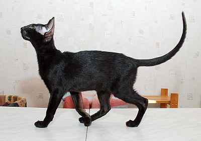 Oriental black female kitten