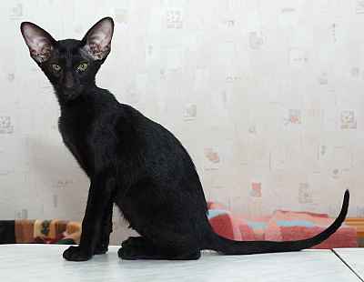 Oriental black female kitten