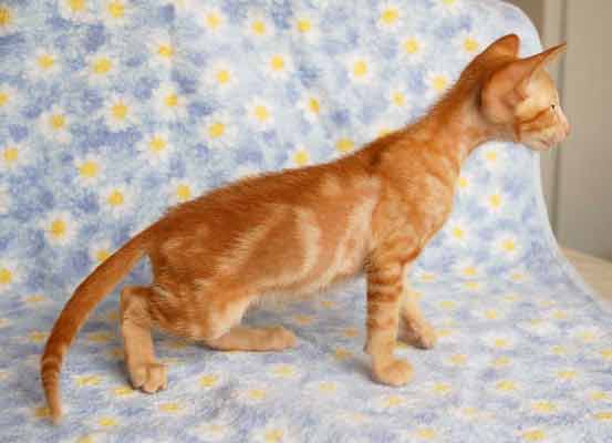 Oriental red marble male kitten