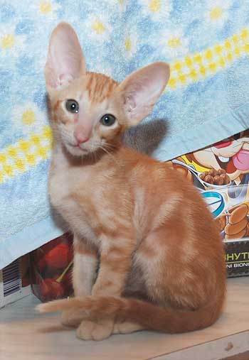 Oriental red marble male kitten