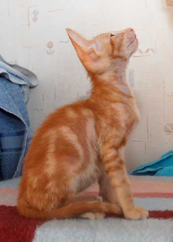 Oriental red marble male kitten