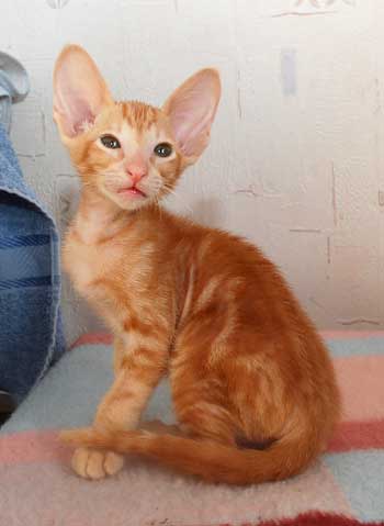 Oriental red marble male kitten