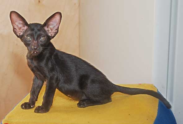 Oriental black female cat