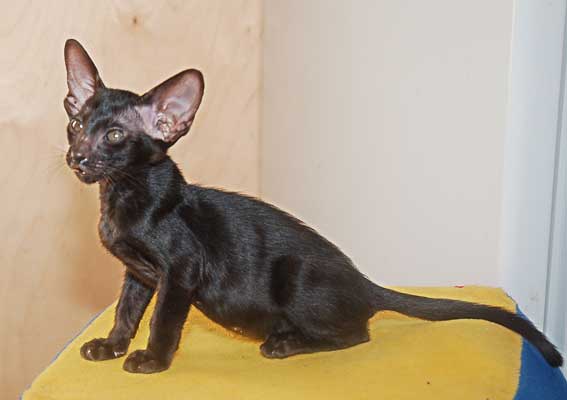 Oriental black female cat