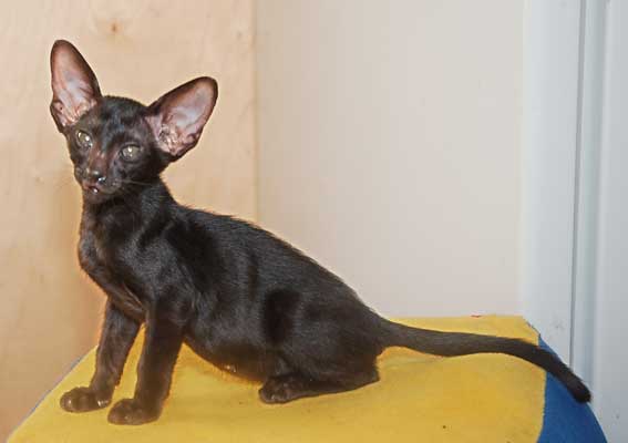 Oriental black female cat