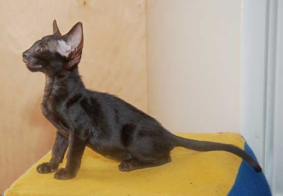 Oriental black female cat